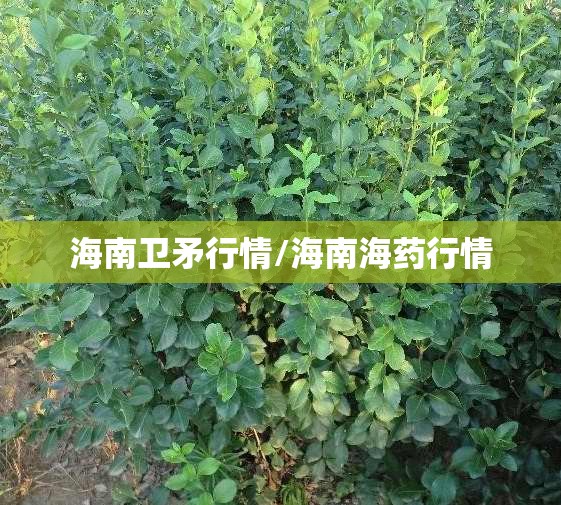 海南卫矛行情/海南海药行情 海南卫矛行情/海南海药行情