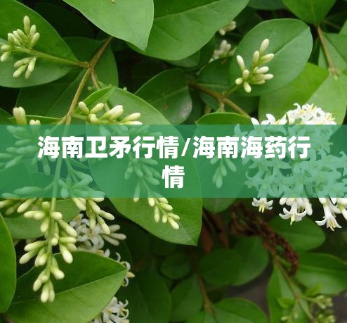 海南卫矛行情/海南海药行情