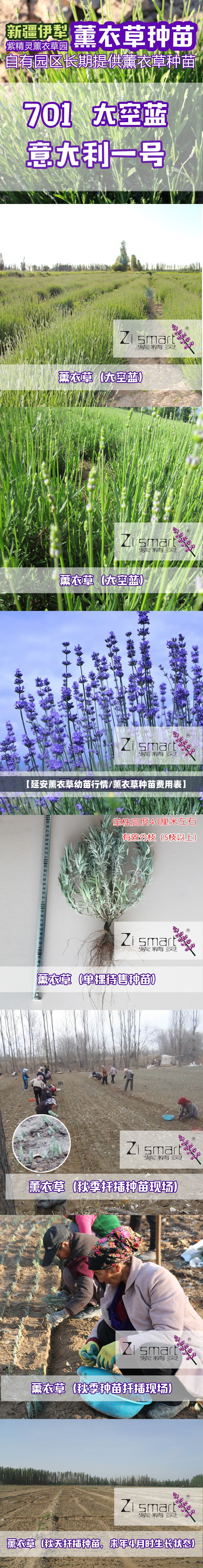 【延安薰衣草幼苗行情/薰衣草种苗费用表】