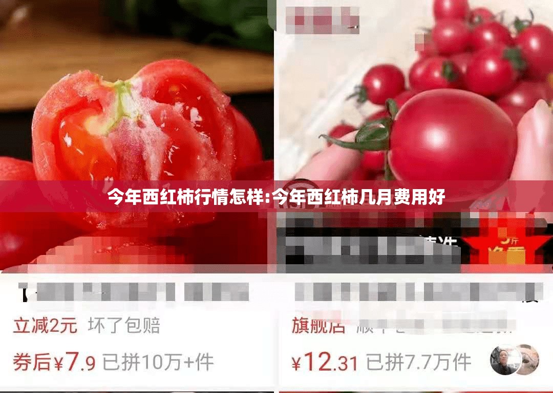 今年西红柿行情怎样:今年西红柿几月费用好 今年西红柿行情怎样:今年西红柿几月费用好