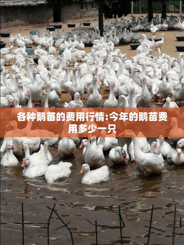 各种鹅苗的费用行情:今年的鹅苗费用多少一只 各种鹅苗的费用行情:今年的鹅苗费用多少一只