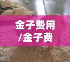 金子费用/金子费用还会上涨吗 金子费用/金子费用还会上涨吗