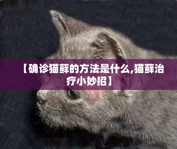【确诊猫藓的方法是什么,猫藓治疗小妙招】