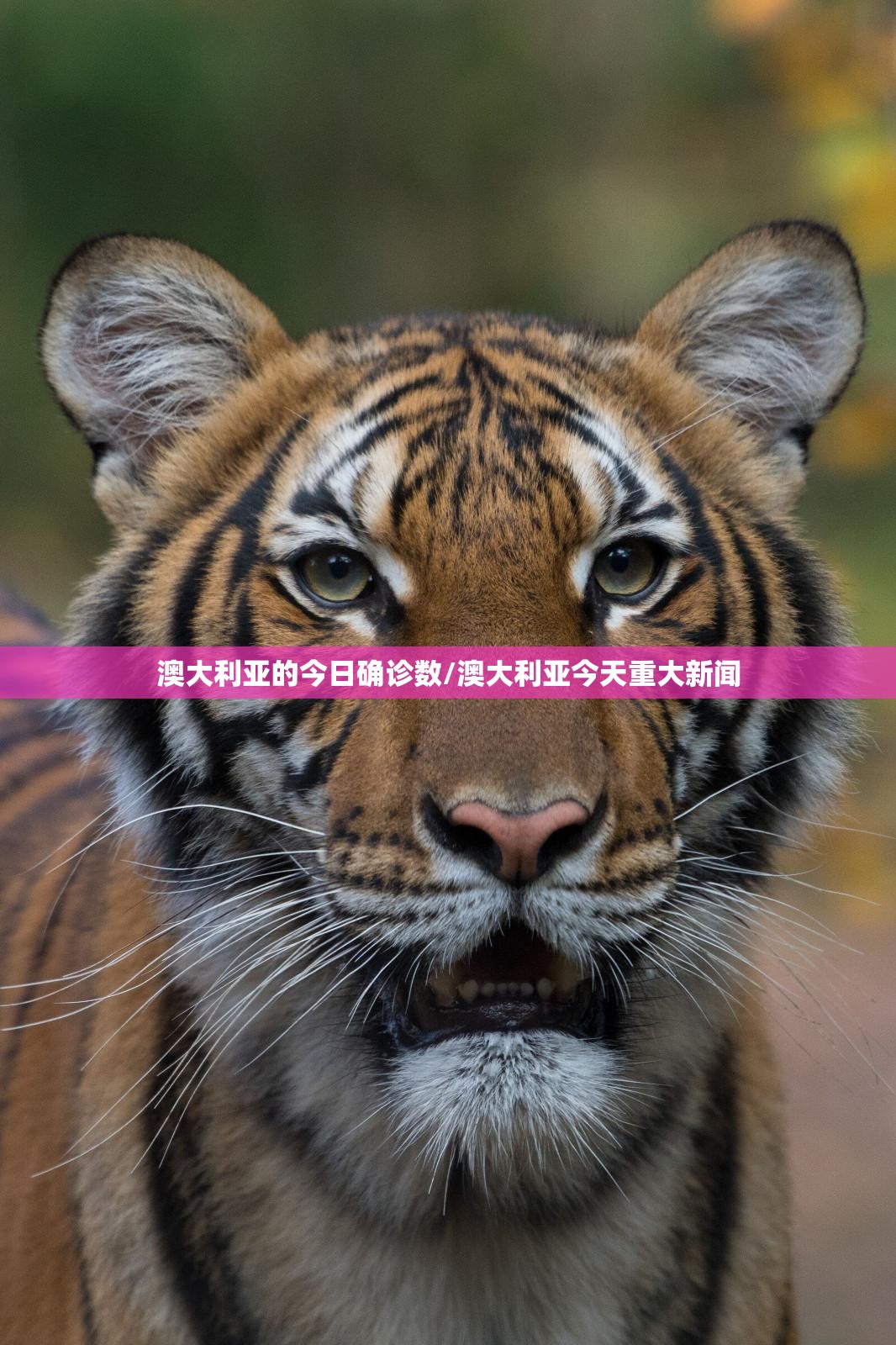 澳大利亚的今日确诊数/澳大利亚今天重大新闻