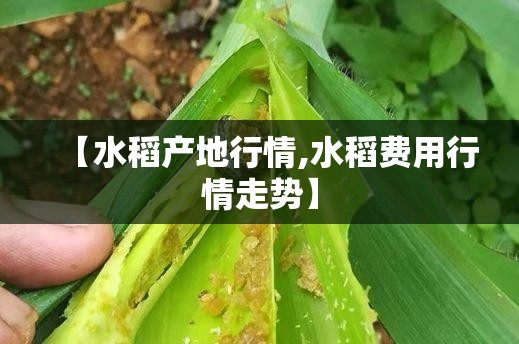 【水稻产地行情,水稻费用行情走势】