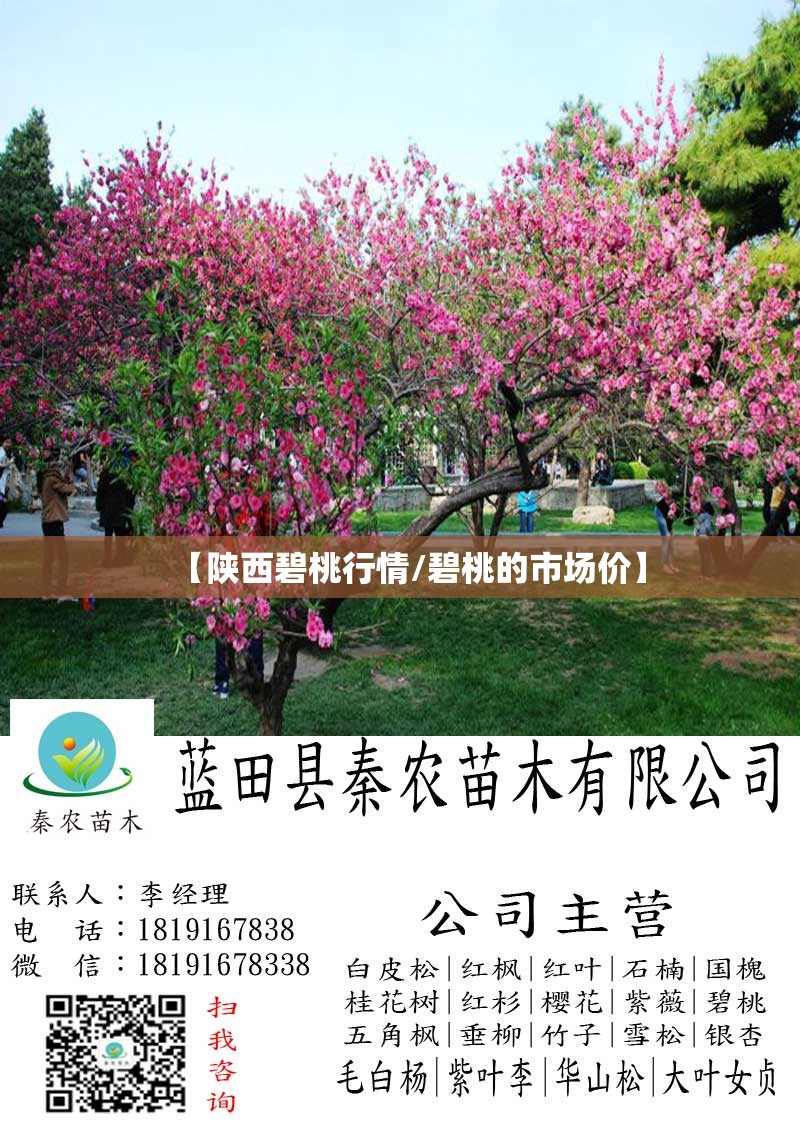 【陕西碧桃行情/碧桃的市场价】 【陕西碧桃行情/碧桃的市场价】