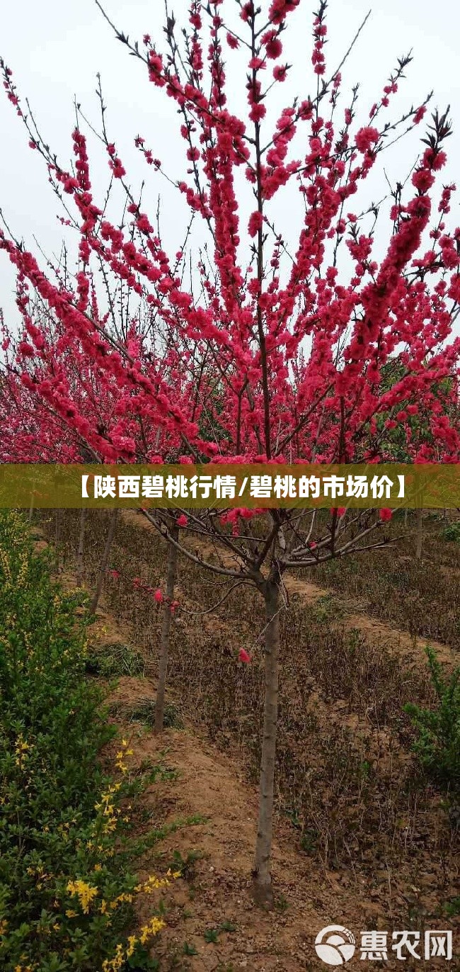 【陕西碧桃行情/碧桃的市场价】 【陕西碧桃行情/碧桃的市场价】