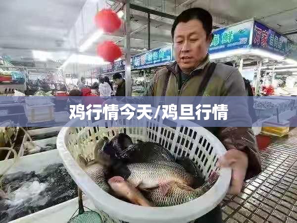 鸡行情今天/鸡旦行情